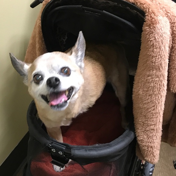 Meet 18yr old Chihuahua Roscoe! - Picture 2 of 10